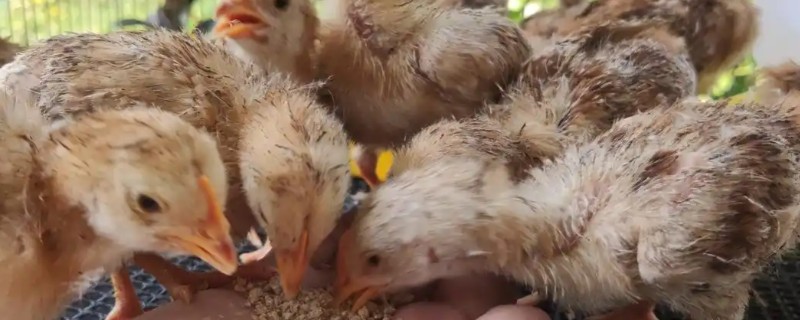 小鸡一直打嗝如何处理，需做好鸡瘟的预防工作