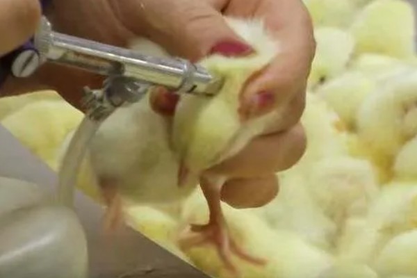 小鸡一直打嗝如何处理，需做好鸡瘟的预防工作