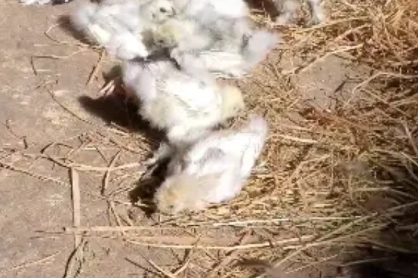 小鸡一直打嗝如何处理，需做好鸡瘟的预防工作