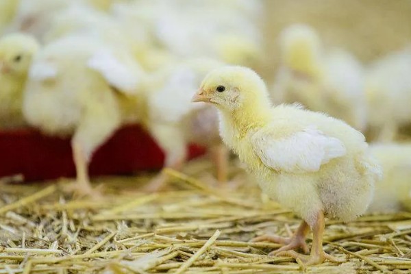 小鸡一直打嗝如何处理，需做好鸡瘟的预防工作