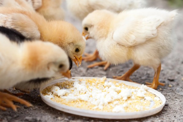 小鸡一直打嗝如何处理，需做好鸡瘟的预防工作