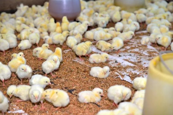 小鸡一直打嗝如何处理，需做好鸡瘟的预防工作