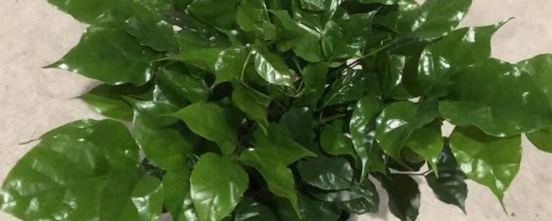 幸福树可以在室内养吗，可以养在室内