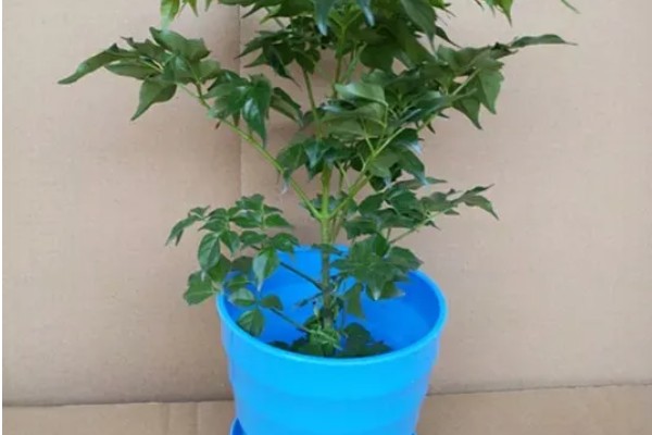 幸福树可以在室内养吗，可以养在室内