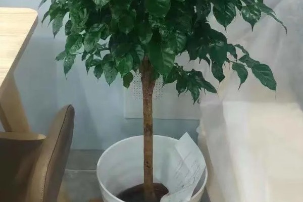 幸福树可以在室内养吗，可以养在室内