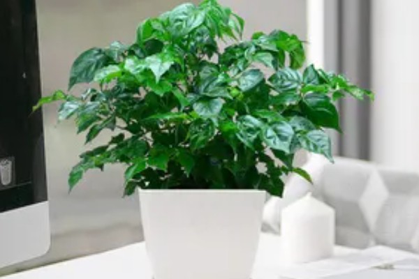 幸福树可以在室内养吗，可以养在室内
