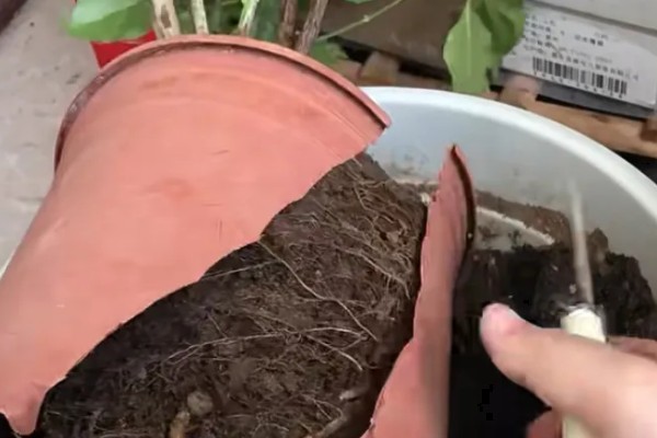 幸福树可以在室内养吗，可以养在室内