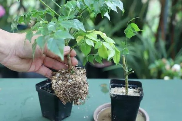 幸福树可以在室内养吗，可以养在室内