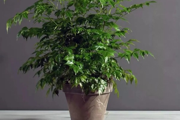 幸福树可以在室内养吗，可以养在室内