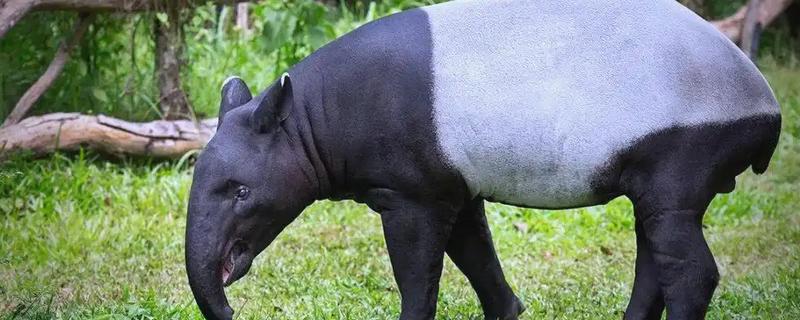 马来貘属于什么动物，是貘类中体型最大的品种