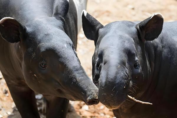 马来貘属于什么动物,是貘类中体型最大的品种