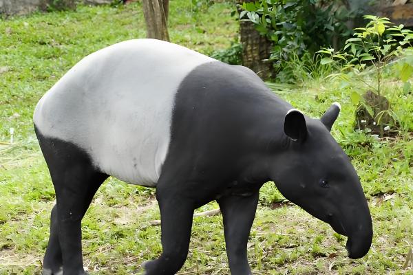 马来貘属于什么动物,是貘类中体型最大的品种