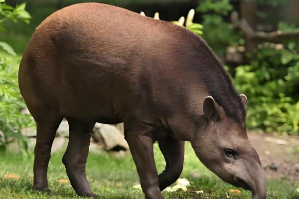 马来貘属于什么动物,是貘类中体型最大的品种