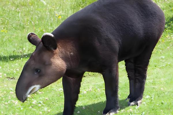 马来貘属于什么动物,是貘类中体型最大的品种