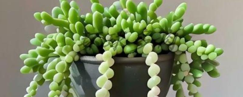 佛珠吊兰怎么种植，剪取枝条后再扦插