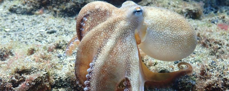 章鱼的心脏数量，有一颗体心脏和两颗鳃心脏