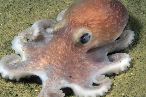 章鱼的心脏数量，有一颗体心脏和两颗鳃心脏