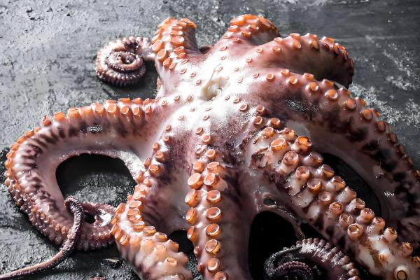 章鱼的心脏数量，有一颗体心脏和两颗鳃心脏