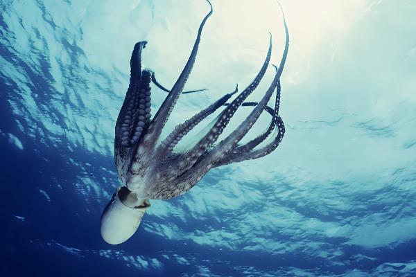 章鱼的心脏数量，有一颗体心脏和两颗鳃心脏