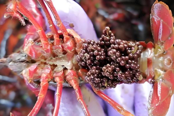小龙虾一次产卵多少,1次大概可以产卵200-300粒