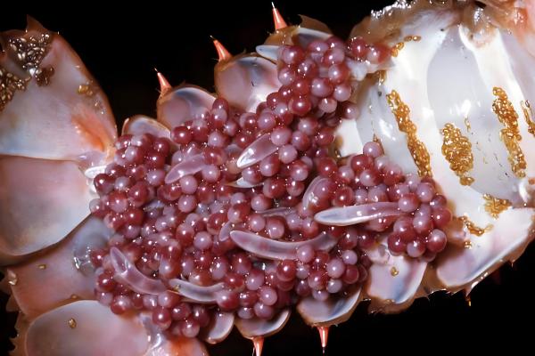 小龙虾一次产卵多少,1次大概可以产卵200-300粒