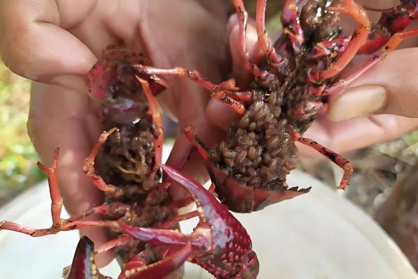 小龙虾一次产卵多少,1次大概可以产卵200-300粒