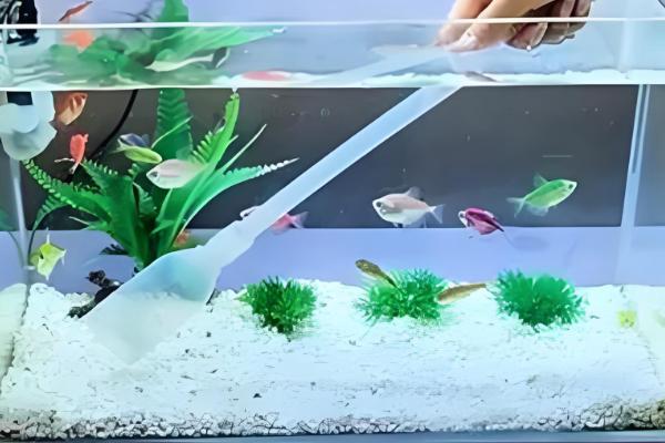 鱼得了水霉病用什么药，需要用杀菌水和亚甲蓝