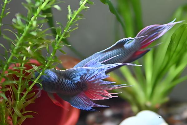 鱼得了水霉病用什么药，需要用杀菌水和亚甲蓝