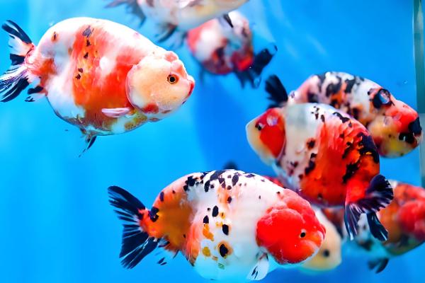 鱼得了水霉病用什么药，需要用杀菌水和亚甲蓝