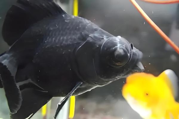 鱼得了水霉病用什么药，需要用杀菌水和亚甲蓝