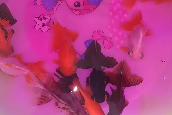 鱼得了水霉病用什么药，需要用杀菌水和亚甲蓝