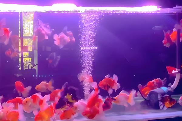 鱼得了水霉病用什么药，需要用杀菌水和亚甲蓝