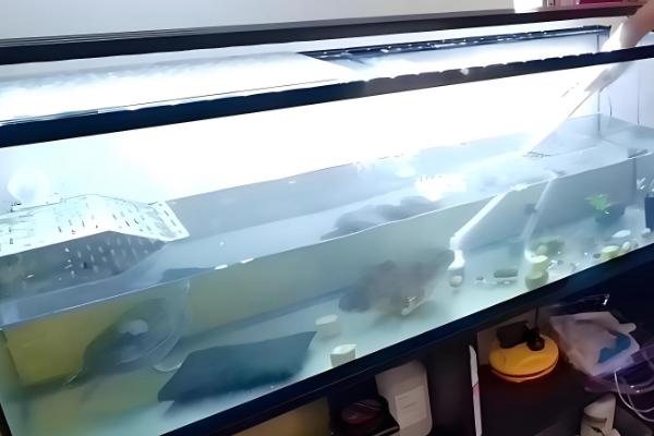 鱼得了水霉病用什么药，需要用杀菌水和亚甲蓝