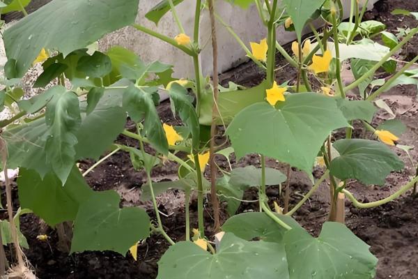 黄瓜为何不结果，一般是施肥不当、过度用药等原因所致