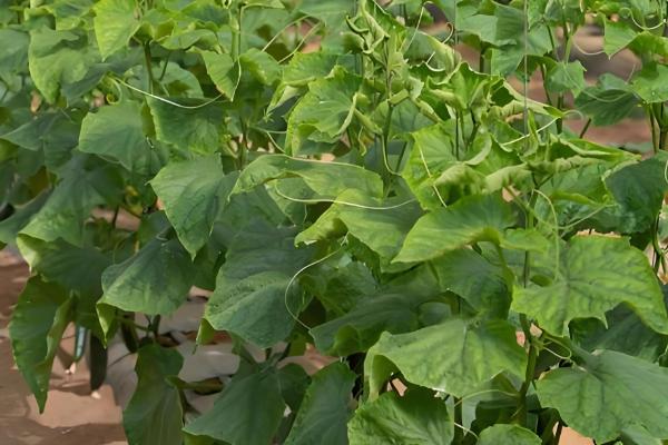 黄瓜为何不结果，一般是施肥不当、过度用药等原因所致