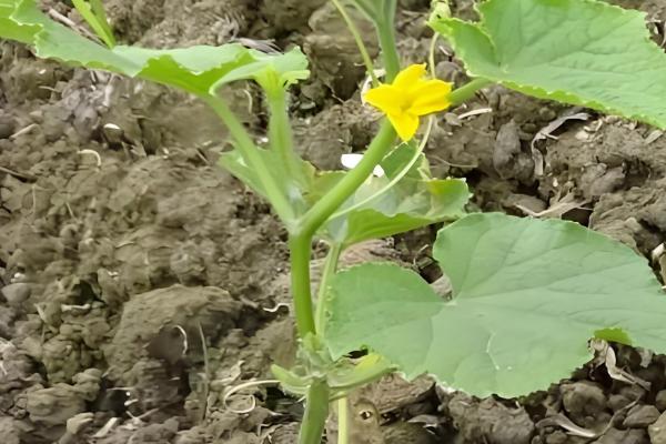 黄瓜为何不结果，一般是施肥不当、过度用药等原因所致