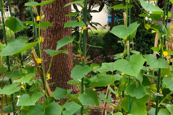 黄瓜为何不结果，一般是施肥不当、过度用药等原因所致