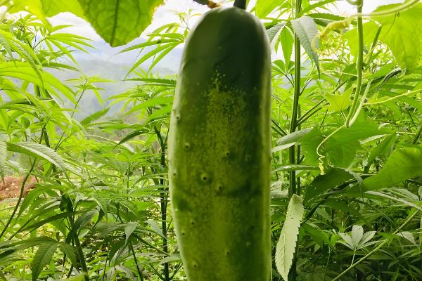 黄瓜为何不结果，一般是施肥不当、过度用药等原因所致