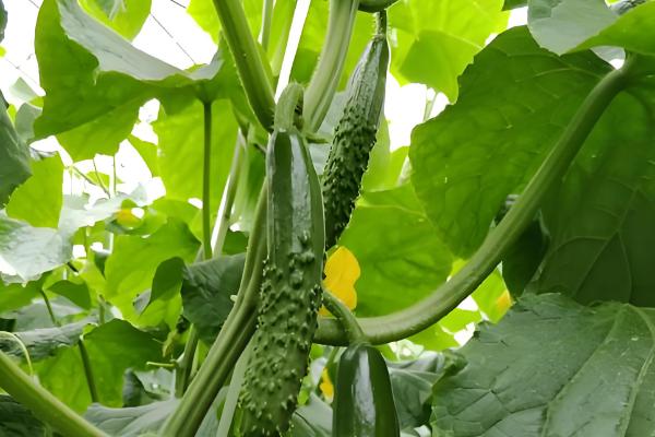 黄瓜为何不结果，一般是施肥不当、过度用药等原因所致