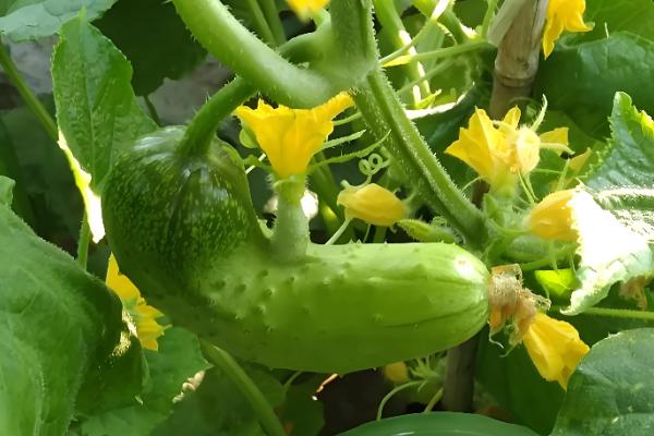 黄瓜为何不结果，一般是施肥不当、过度用药等原因所致
