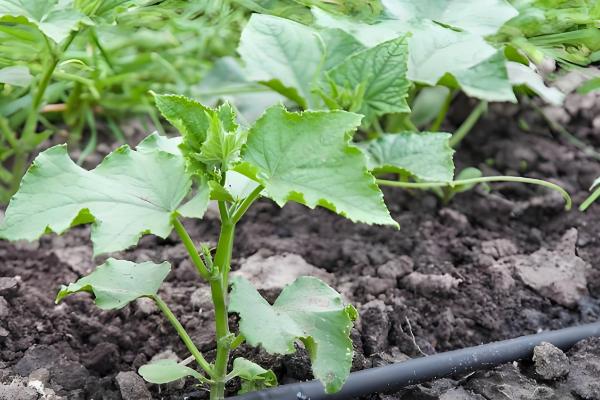 黄瓜为何不结果，一般是施肥不当、过度用药等原因所致