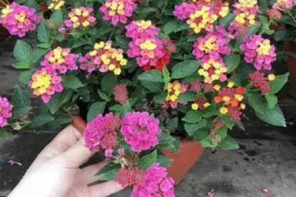 五色梅冬季修剪方法，把过长的枝条短截