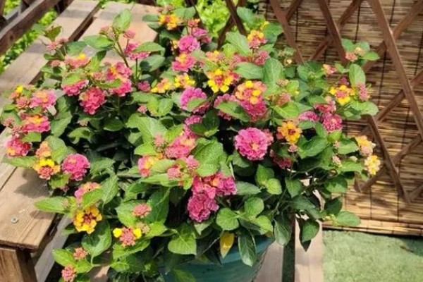 五色梅冬季修剪方法，把过长的枝条短截