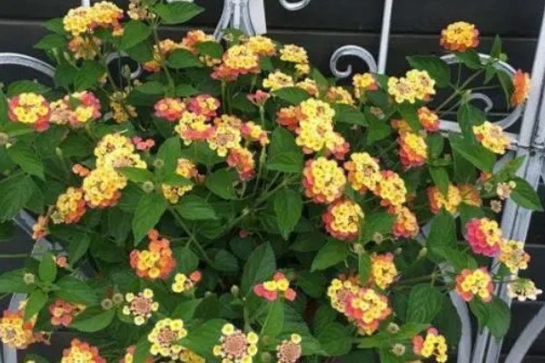 五色梅冬季修剪方法，把过长的枝条短截