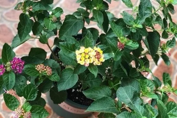 五色梅冬季修剪方法，把过长的枝条短截