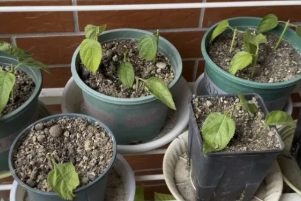 五色梅冬季修剪方法，把过长的枝条短截