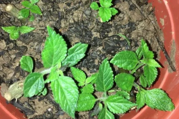 五色梅冬季修剪方法，把过长的枝条短截