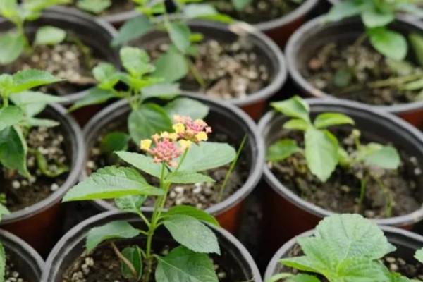 五色梅冬季修剪方法，把过长的枝条短截