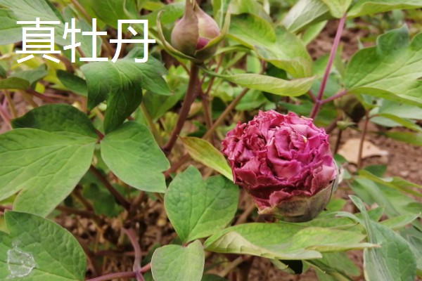 真假牡丹花有什么区别，枝干、根系、香味等方面都不同