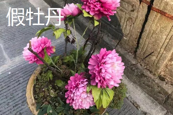 真假牡丹花有什么区别，枝干、根系、香味等方面都不同